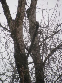 Ash tree that succumbed to EAB