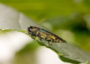 Picture of an Emerald Ash Borer on a leaf